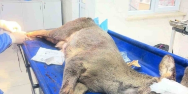 Karabük’te aracın çarptığı karaca ameliyat edildi