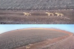 Karaman’da aç kalan kurtlar ovaya indi