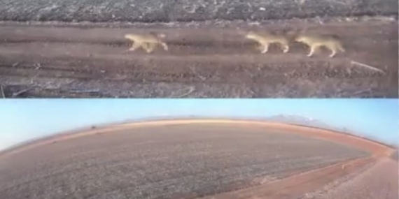 Karaman’da aç kalan kurtlar ovaya indi