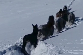 Karda mahsur kalan at ve katırlar güvenlik korucuları tarafından kurtarıldı