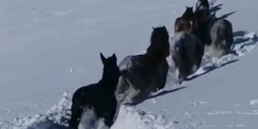 Karda mahsur kalan at ve katırlar güvenlik korucuları tarafından kurtarıldı