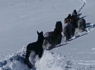 Karda mahsur kalan at ve katırlar güvenlik korucuları tarafından kurtarıldı