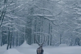 Karla kaplı Kartepe’de kızıl geyik güzelliği