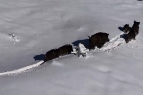 Karlı arazide ilerleyen domuz sürüsü havadan görüntülendi