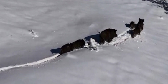 Karlı arazide ilerleyen domuz sürüsü havadan görüntülendi