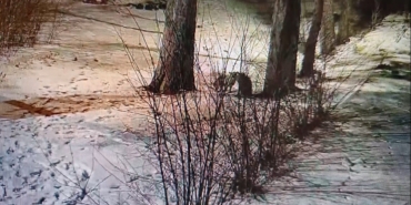 Kars’ta site bahçesinde oyuncu tilkiler görüntülendi