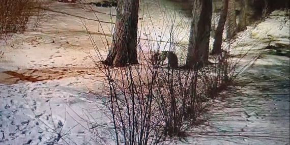 Kars’ta site bahçesinde oyuncu tilkiler görüntülendi