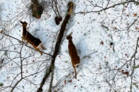 Kastamonu’da kar altındaki karacalar dron ile görüntülendi