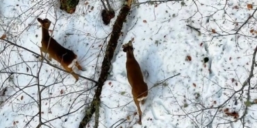 Kastamonu’da kar altındaki karacalar dron ile görüntülendi