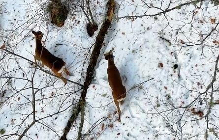 Kastamonu’da kar altındaki karacalar dron ile görüntülendi