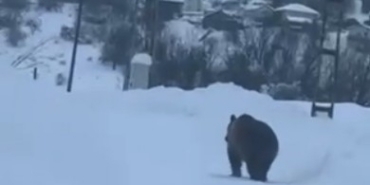 Kastamonu’da kış uykusuna yatamayan bozayı kamerada