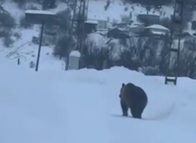 Kastamonu’da kış uykusuna yatamayan bozayı kamerada