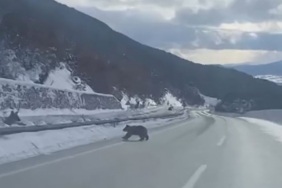 Kastamonu’da ormanlık alanda karda ilerleyemeyen bozayı güldürdü