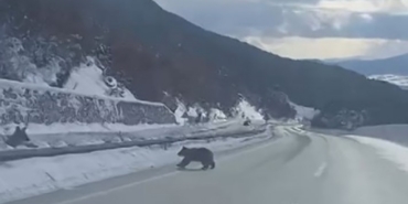 Kastamonu’da ormanlık alanda karda ilerleyemeyen bozayı güldürdü