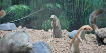 Keçiörenli minikler tabiat tarihiyle buluştu