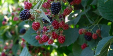 Kestel’de ahududu ve böğürtlen üretimi Sırbistan modeliyle artırılacak