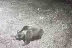 Kış uykusuna yatmayan ayıya böyle seslendi: "Kocaoğlan git yerinde yat, uyu"