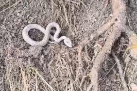 Kış uykusuna yatmayan yılan kameralara yansıdı