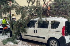 Kökünden sökülen ağaç park halindeki aracın üzerine devrildi