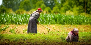 Kooperatif ve birliklere yüzde 75 hibeli tarımsal destek