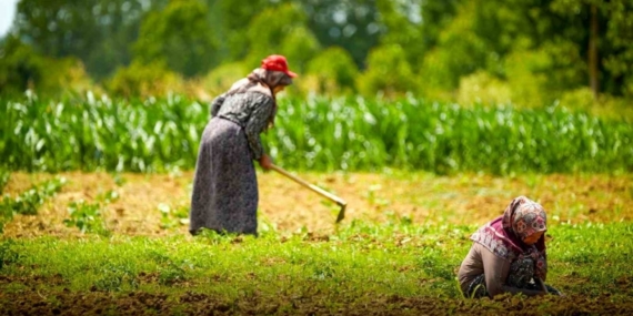 Kooperatif ve birliklere yüzde 75 hibeli tarımsal destek