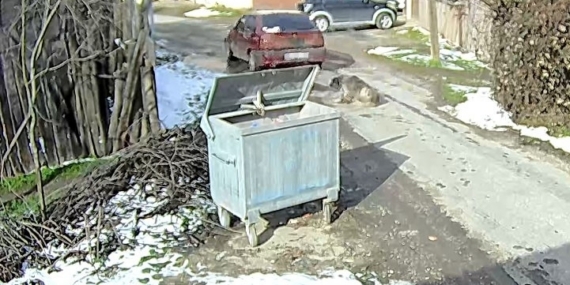 Köpeği ezen sürücü yakalandı