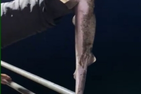 Köpekbalıkları Karadeniz’de ağlardan sonra balıkçıların oltalarına da takılmaya başladı