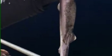 Köpekbalıkları Karadeniz’de ağlardan sonra balıkçıların oltalarına da takılmaya başladı