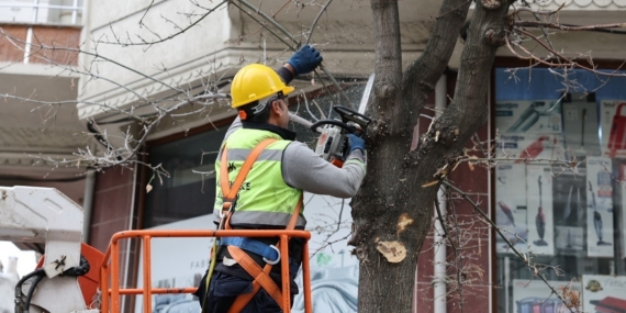 Küçükçekmece’de budanan ağaçlar, ihtiyaç sahiplerine yakacak oluyor