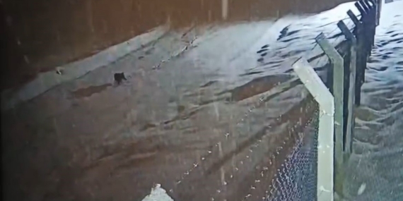 Kurtalan’da köye inen kurt güvenlik kamerasına  yansıdı