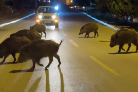 Kuşadası’nda domuzlar şehri mesken tuttu