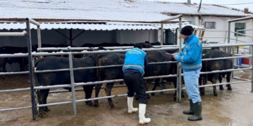 Kütahya’da ithal besilik erkek sığırlar için millileştirme çalışmaları sürüyor