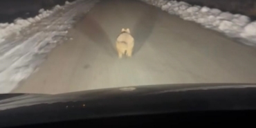 Mahalleye inen kurt, araç önünde kilometrelerce ilerledi