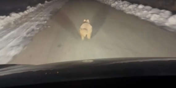 Mahalleye inen kurt, araç önünde kilometrelerce ilerledi