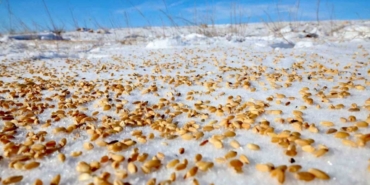 Malatya Darende’de yaban hayvanları için doğaya yem bırakıldı
