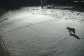 Malatya’da ‘vaşak görüntülendi