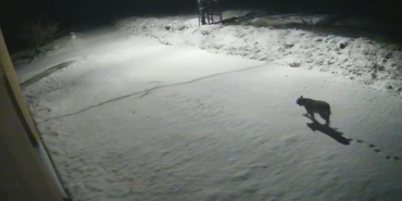 Malatya’da ‘vaşak görüntülendi