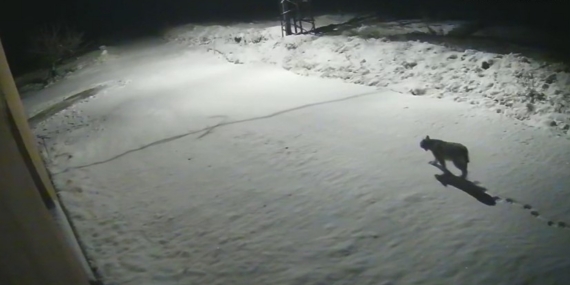 Malatya’da ‘vaşak görüntülendi