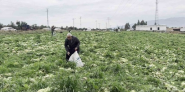 Marul toplama maliyetini karşılamayınca bedava dağıttı