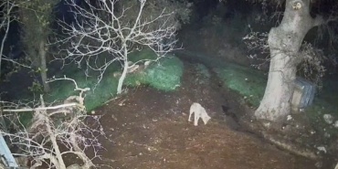 Menteşe’de kurdun saldırdığı 3 koyun telef oldu