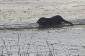 Murat Nehri’nde su samurları görüntülendi