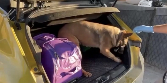 Narkotik dedektör köpeği Pera, araca saklanmış uyuşturucuyu buldu