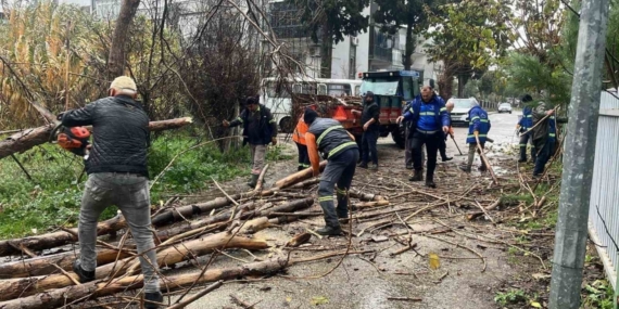 Nazilli Belediyesi’nden devrilen ağaçlara hızlı müdahale