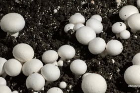 Öğrencilerin yetiştirdiği kültür mantarı hasadı yapıldı