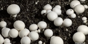 Öğrencilerin yetiştirdiği kültür mantarı hasadı yapıldı