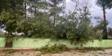 Osmaniye’de şiddetli rüzgar dev ağaçları kökünden söktü