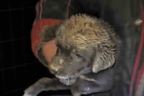 Samsun’da çukura düşen yavru köpek, zabıta ekiplerince kurtarıldı