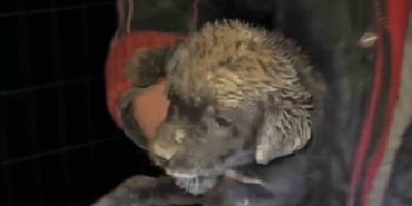 Samsun’da çukura düşen yavru köpek, zabıta ekiplerince kurtarıldı