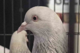 Samsun’da güvercin severler kenetlendi