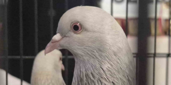 Samsun’da güvercin severler kenetlendi